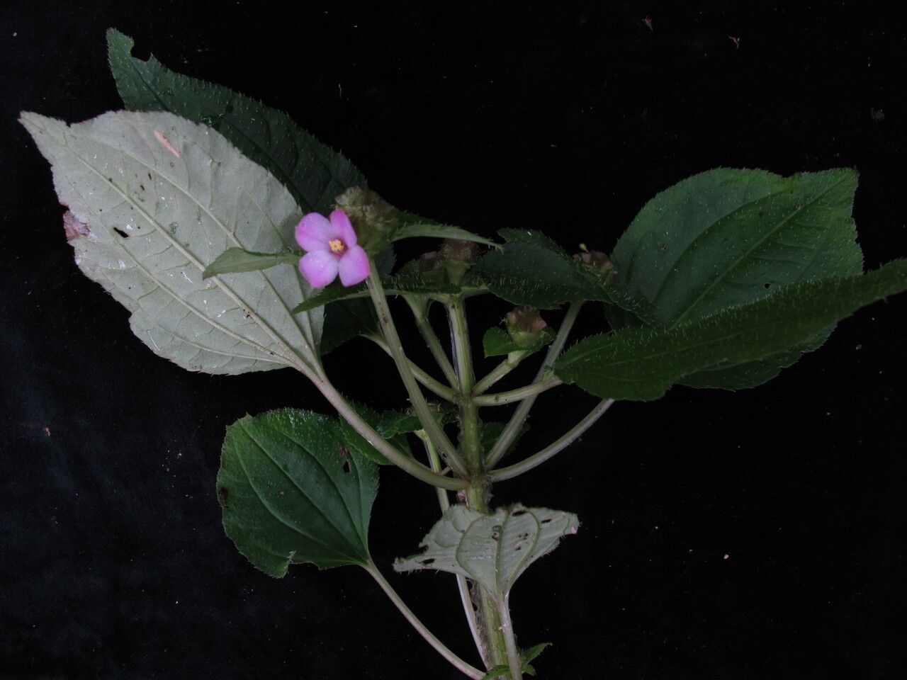 Sarcopyramis napalensis habit