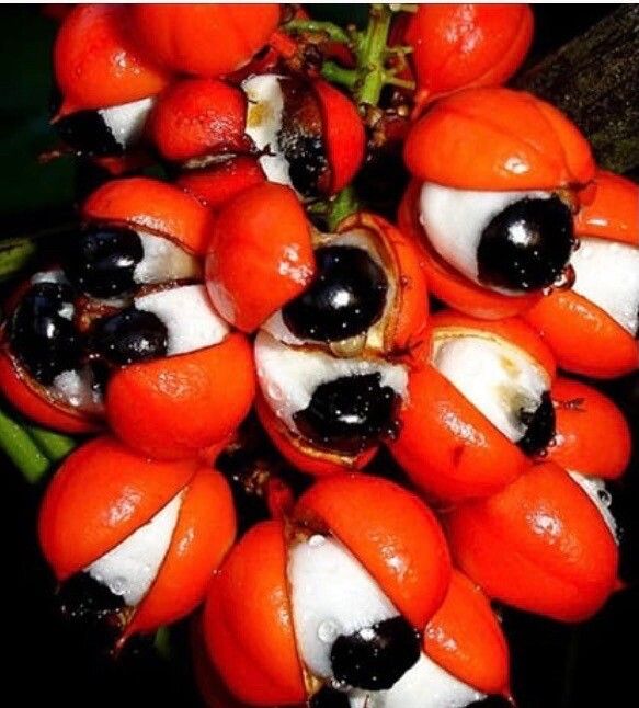 Paullinia cupana fruit