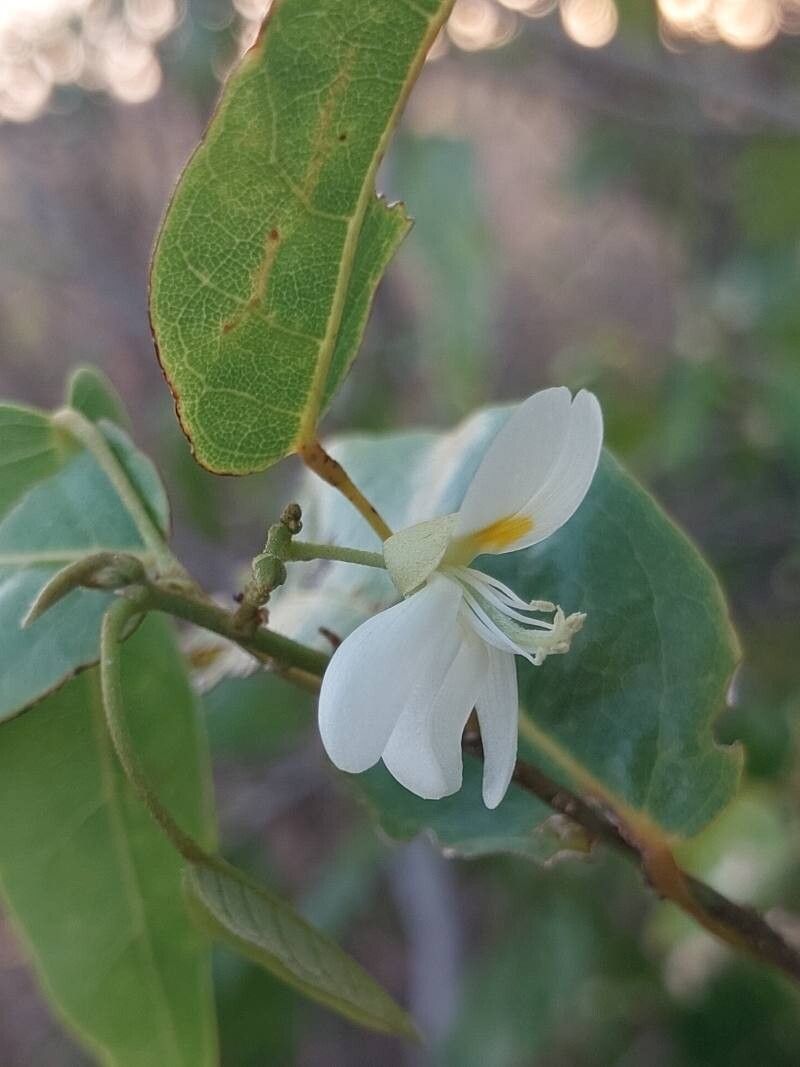 Baphia capparidifolia flower