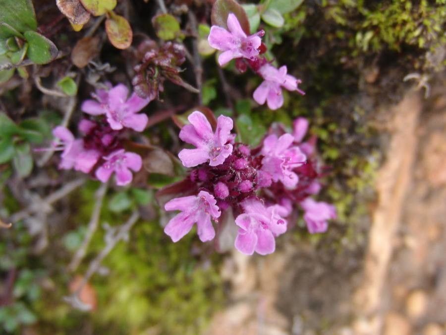 Thymus polytrichus flower