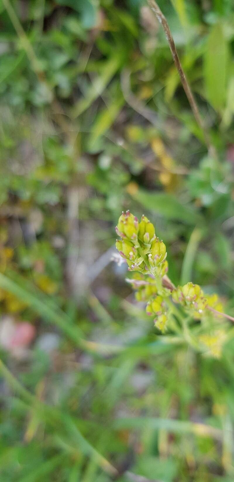 Tofieldia calyculata fruit