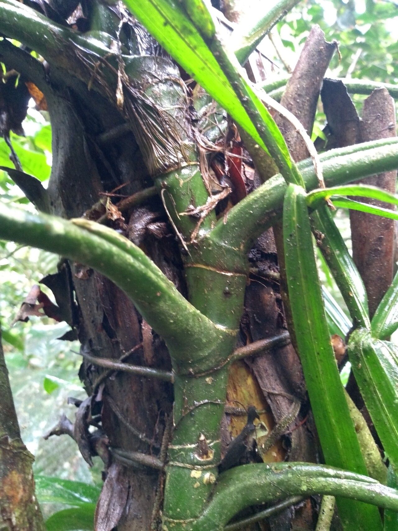 Anthurium sinuatum bark