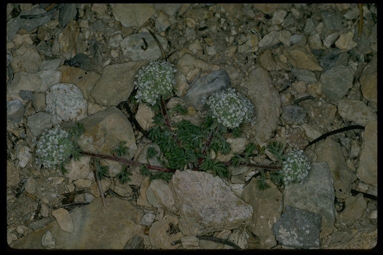 Ipomopsis congesta bark