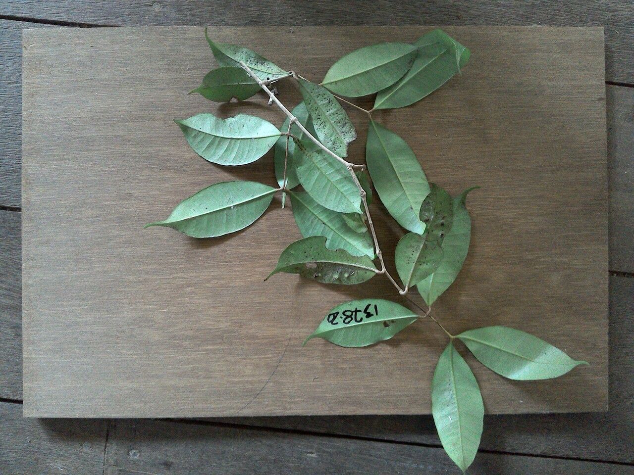 Myrcia decorticans leaf