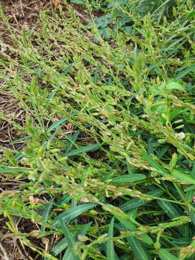 Alysicarpus glumaceus habit