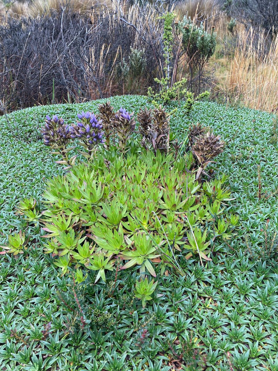 Gentianella selaginifolia habit
