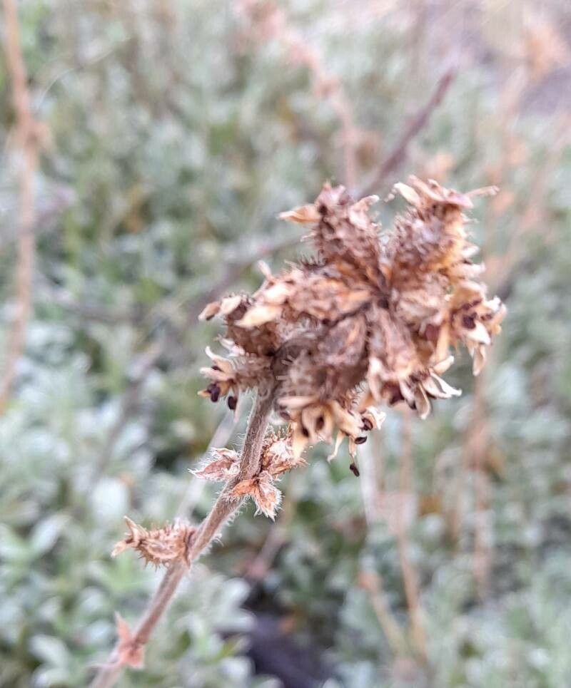 Acaena integerrima other