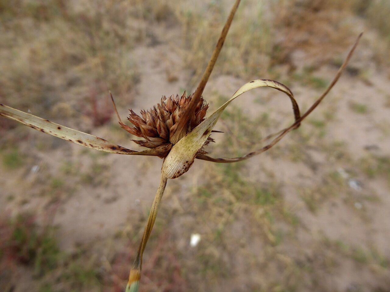 Cyperus capitatus fruit
