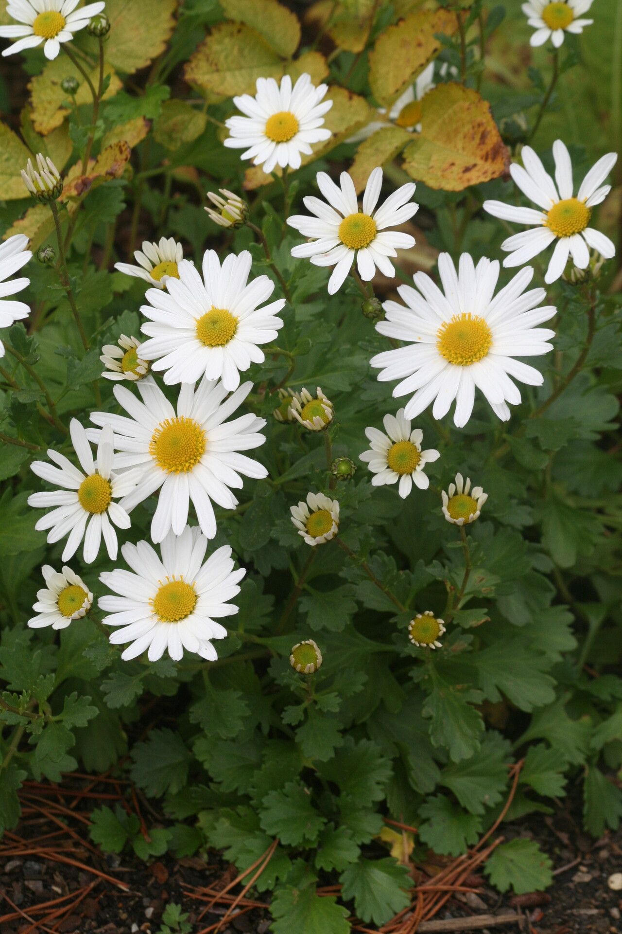 Arctanthemum arcticum — houseplant care guide