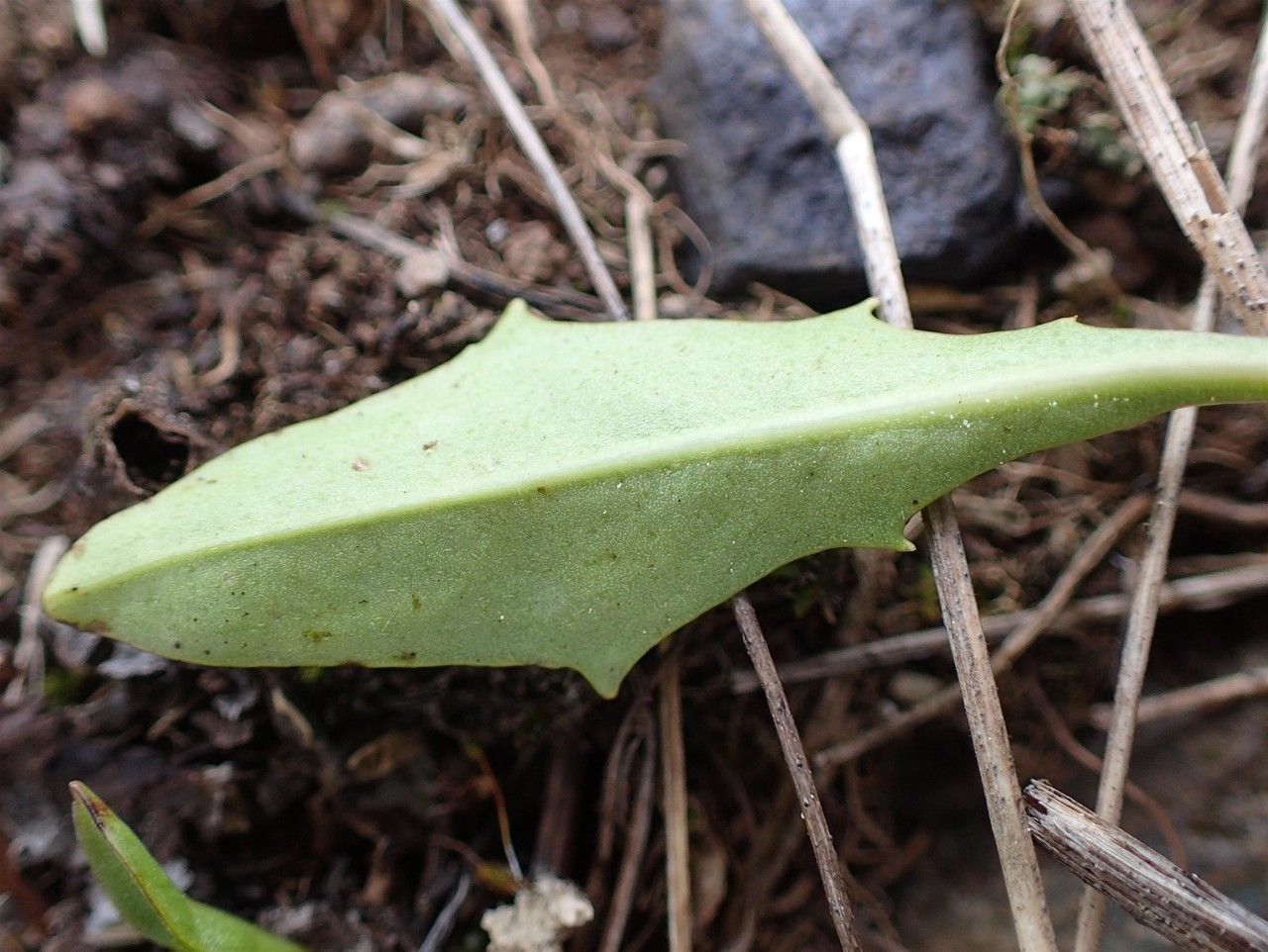 Scorzoneroides helvetica — related species from the same genus