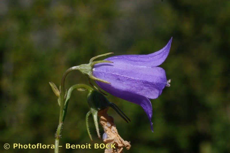 Campanula fritschii flower