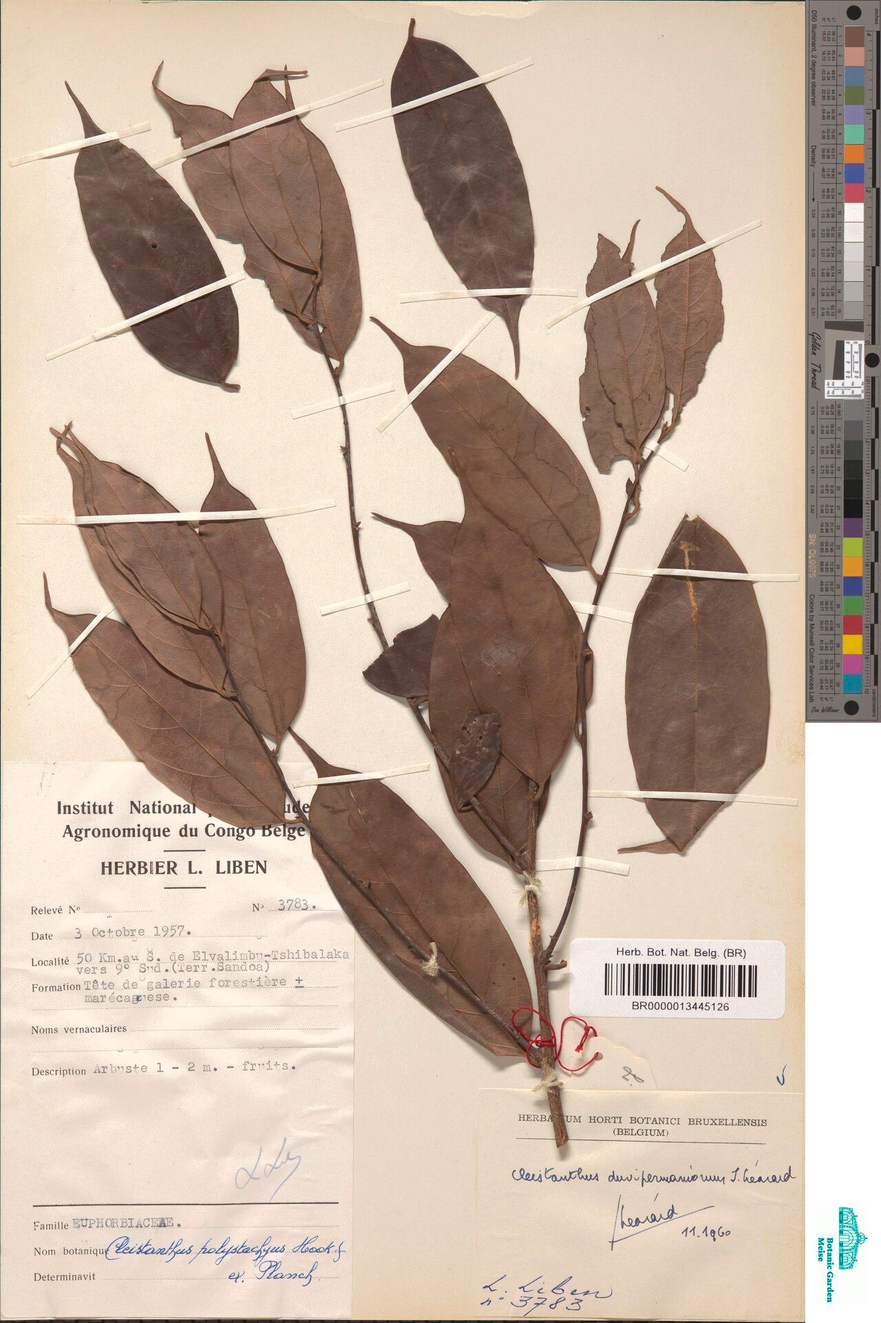 Cleistanthus duvipermaniorum — houseplant care guide