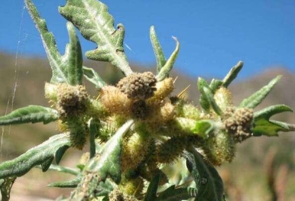 Xanthium catharticum flower
