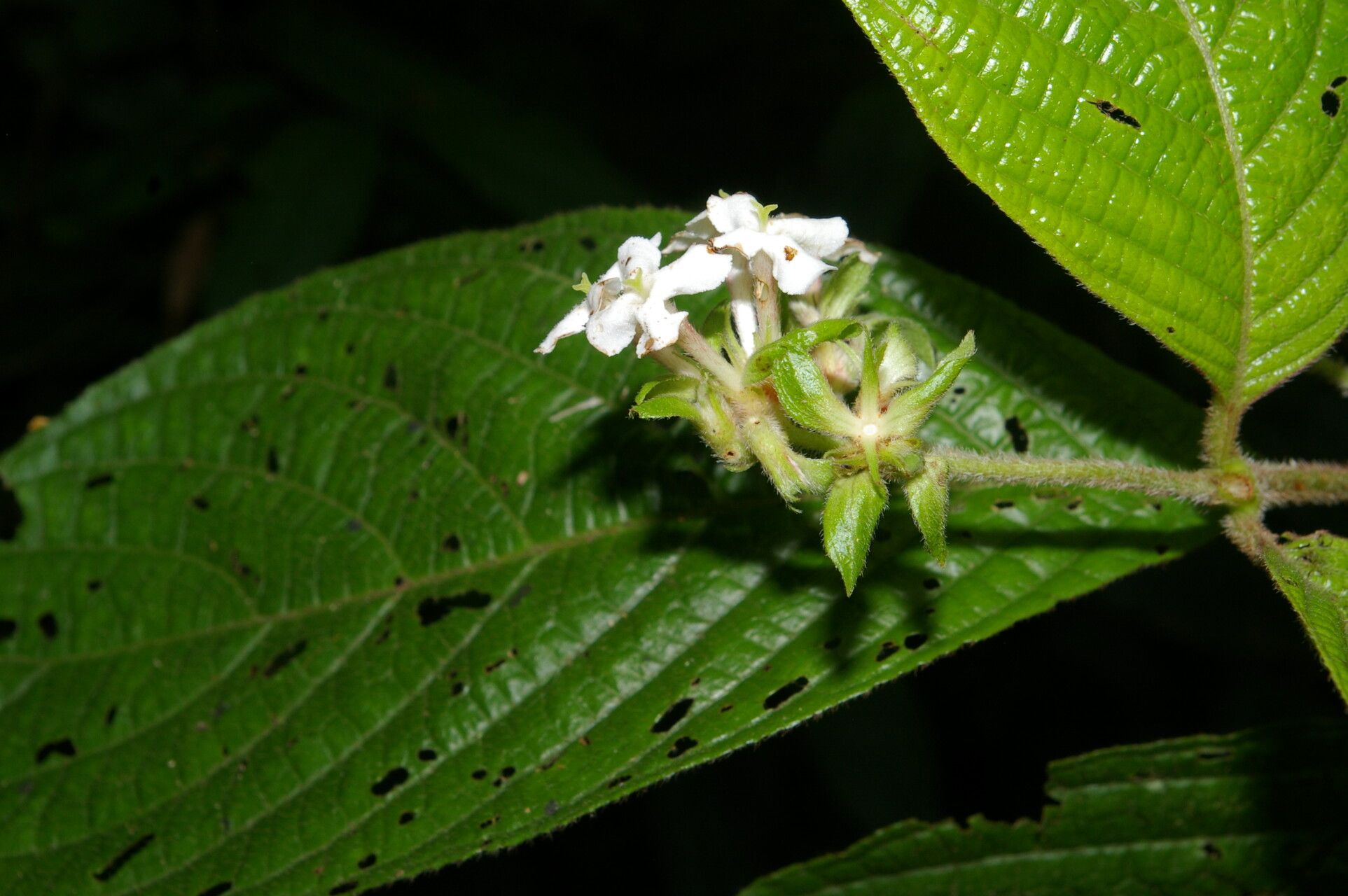 Arachnothryx chaconii leaf