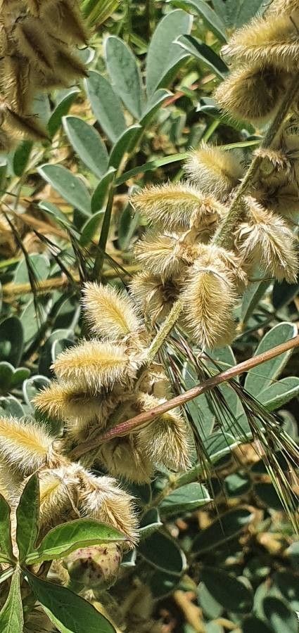 Tephrosia polyphylla fruit