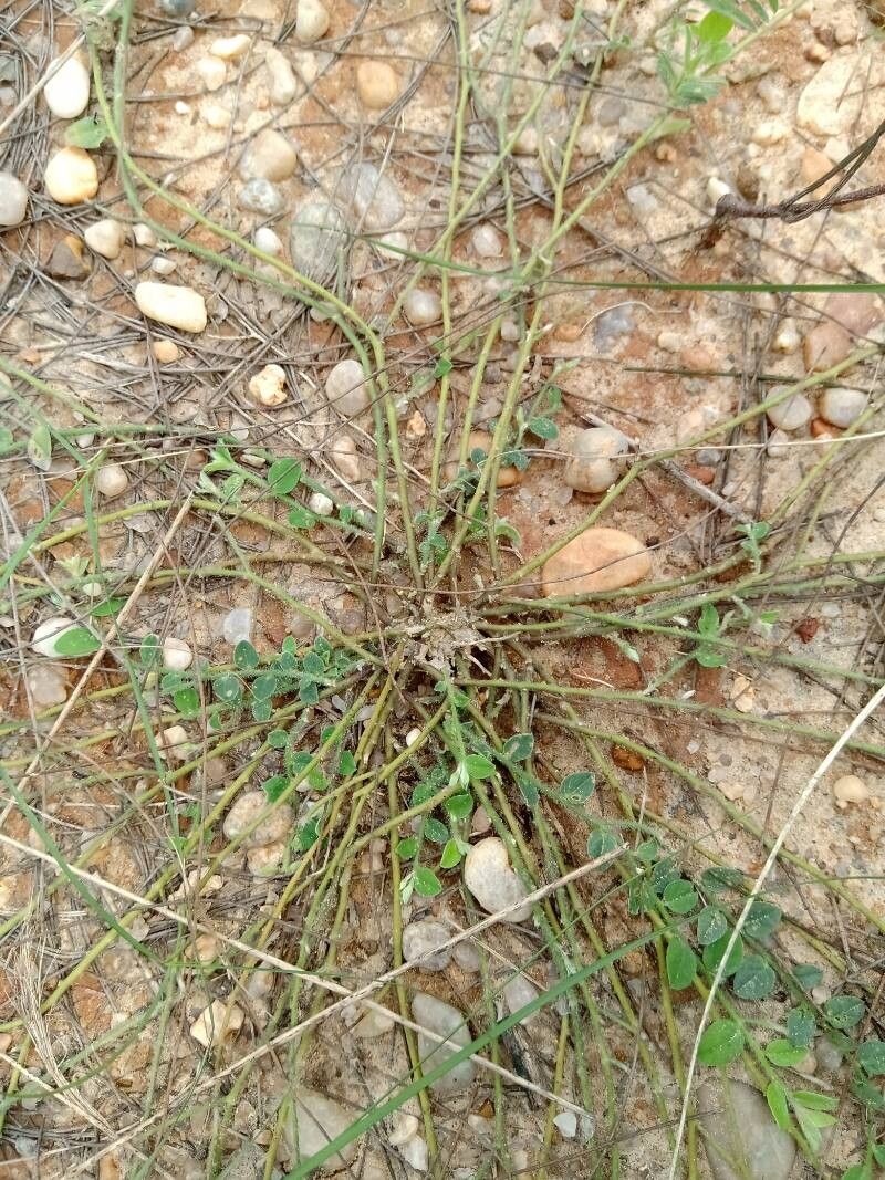 Crotalaria angulata habit