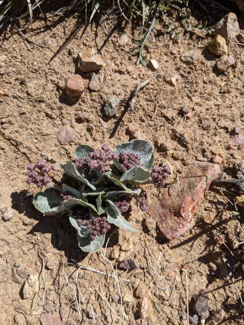 Asclepias nummularia flower