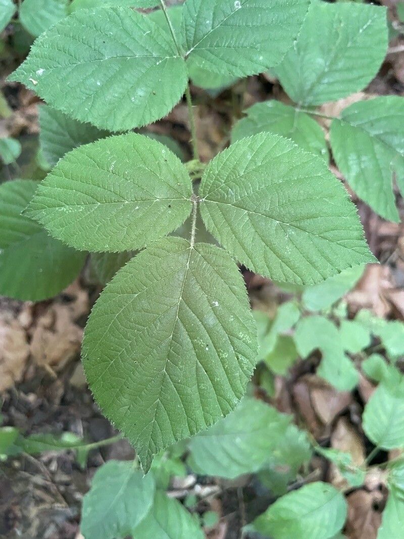 Rubus pedemontanus leaf