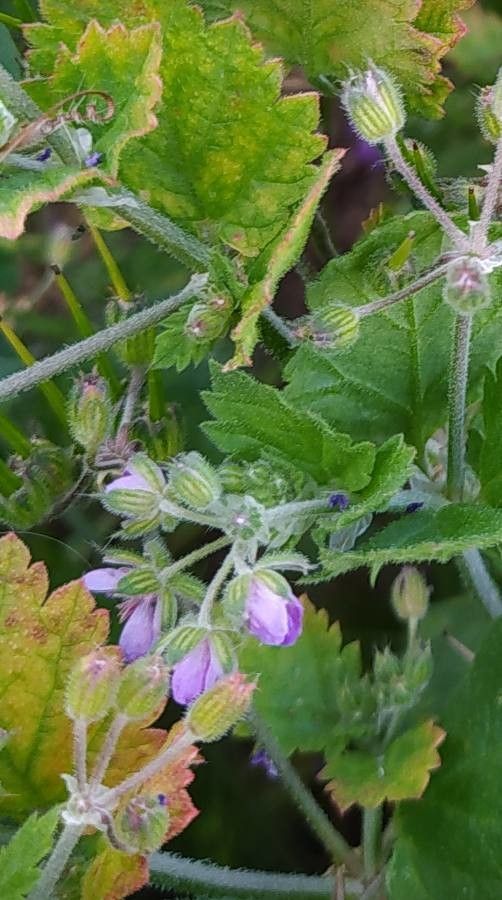 Erodium aethiopicum — related species from the same genus