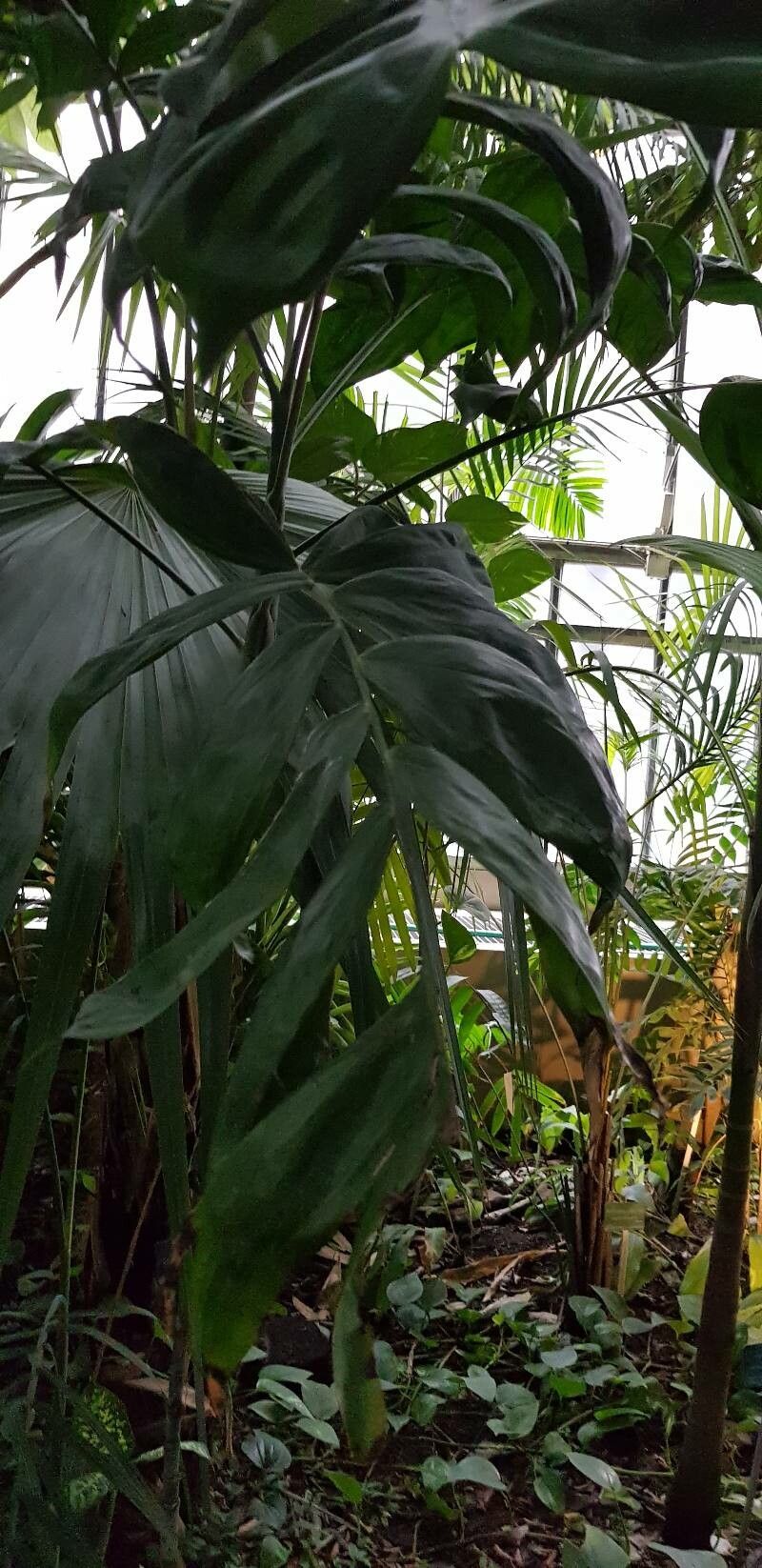 Chamaedorea oblongata — search result for 'Chamaedorea'