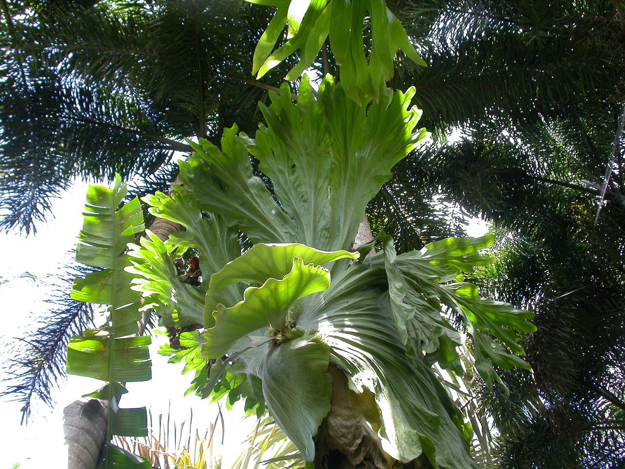 Platycerium holttumii habit