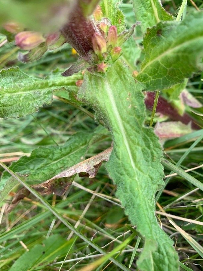 Campanula cervicaria — search result for 'Campanulaceae'