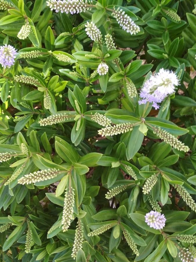 Hebe salicifolia fruit