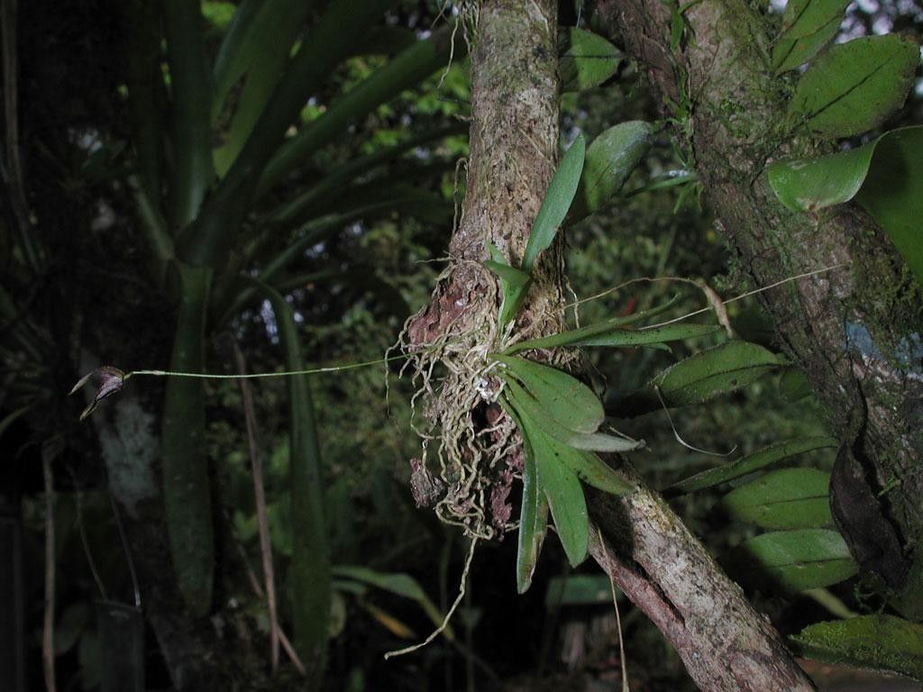 Specklinia simmleriana bark