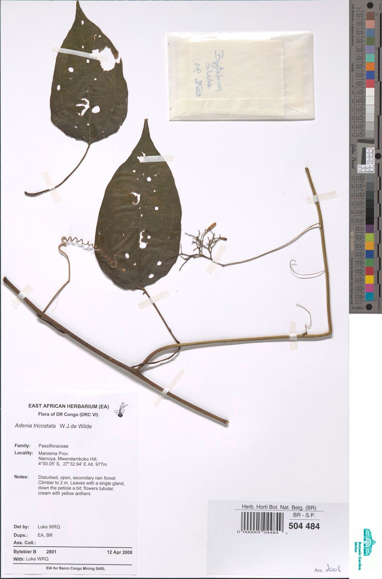 Adenia tricostata — houseplant care guide