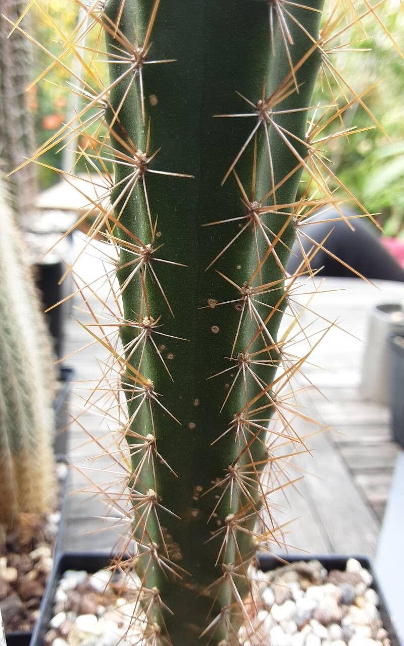 Pilosocereus curtisii leaf
