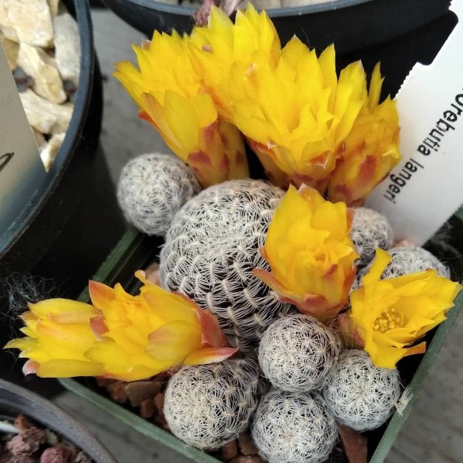 Rebutia cardenasiana flower