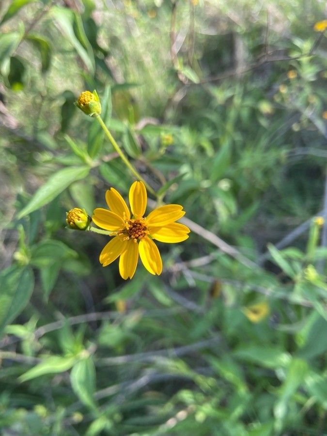 Aspilia mossambicensis flower