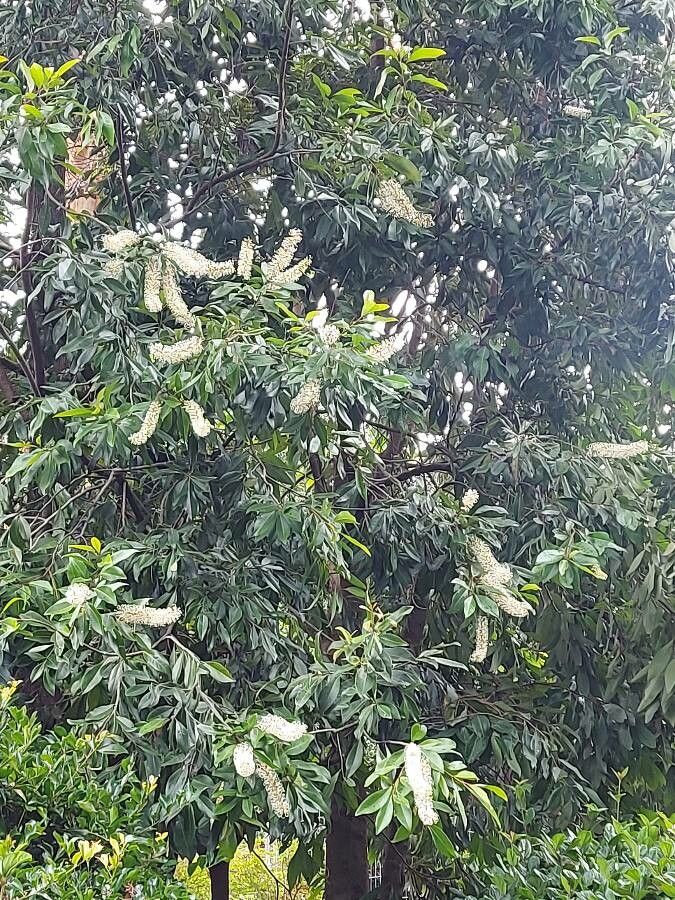 Buckinghamia celsissima flower