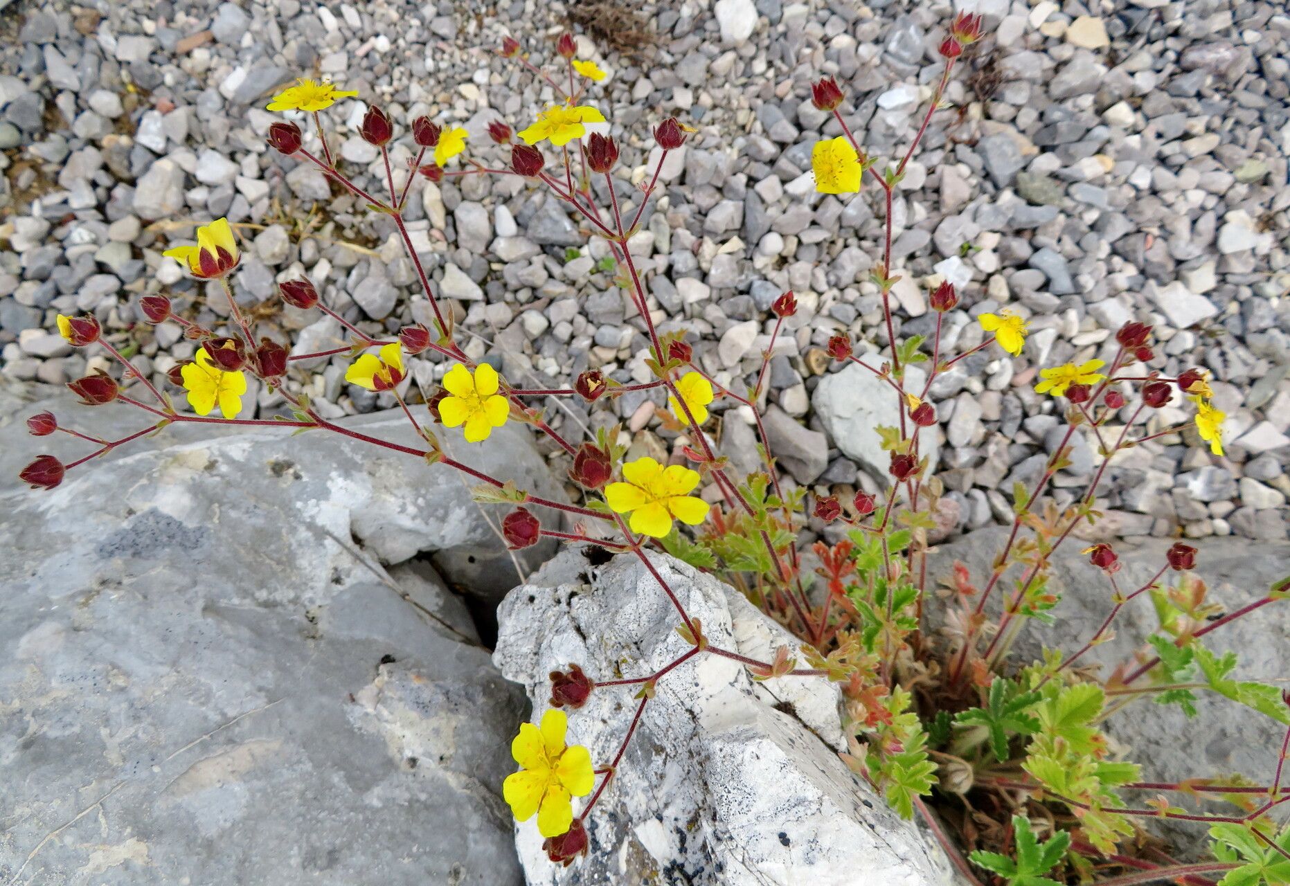 Potentilla nevadensis habit