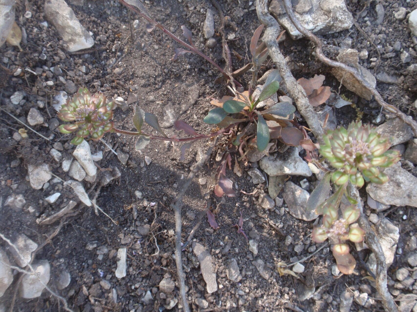 Iberis carnosa habit