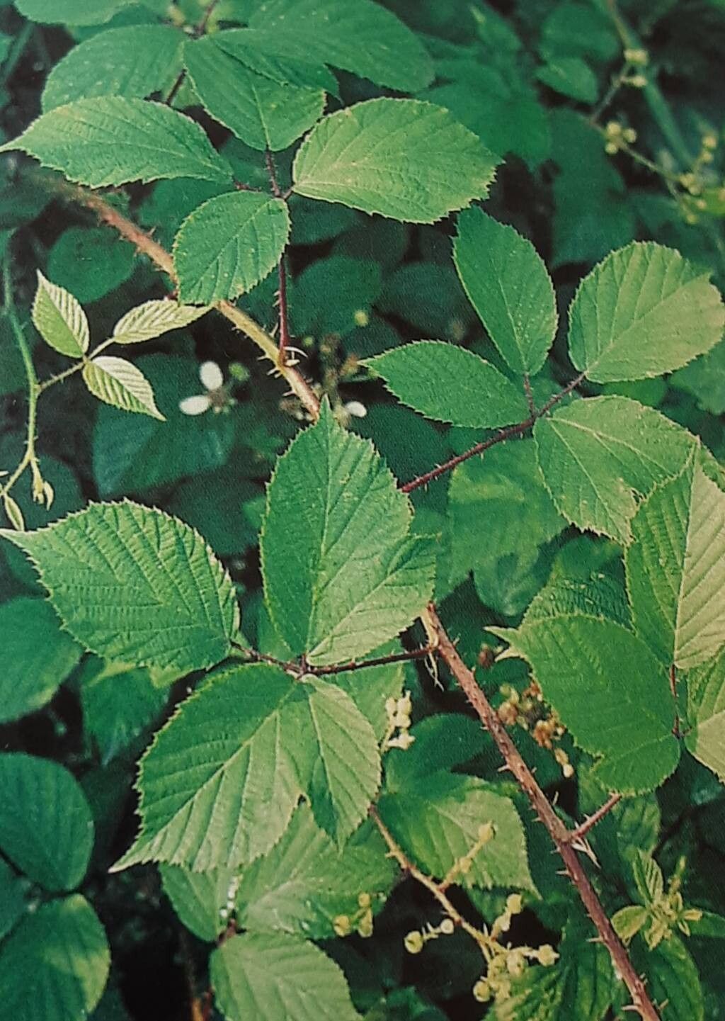 Rubus nuptialis — houseplant care guide