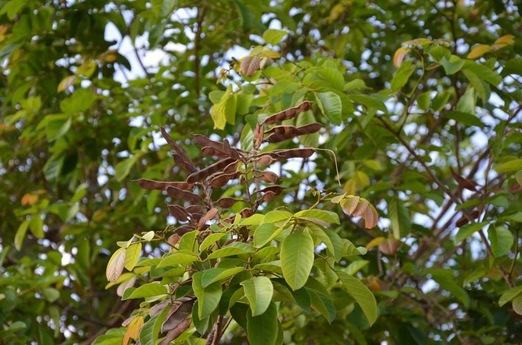 Lonchocarpus sericeus fruit