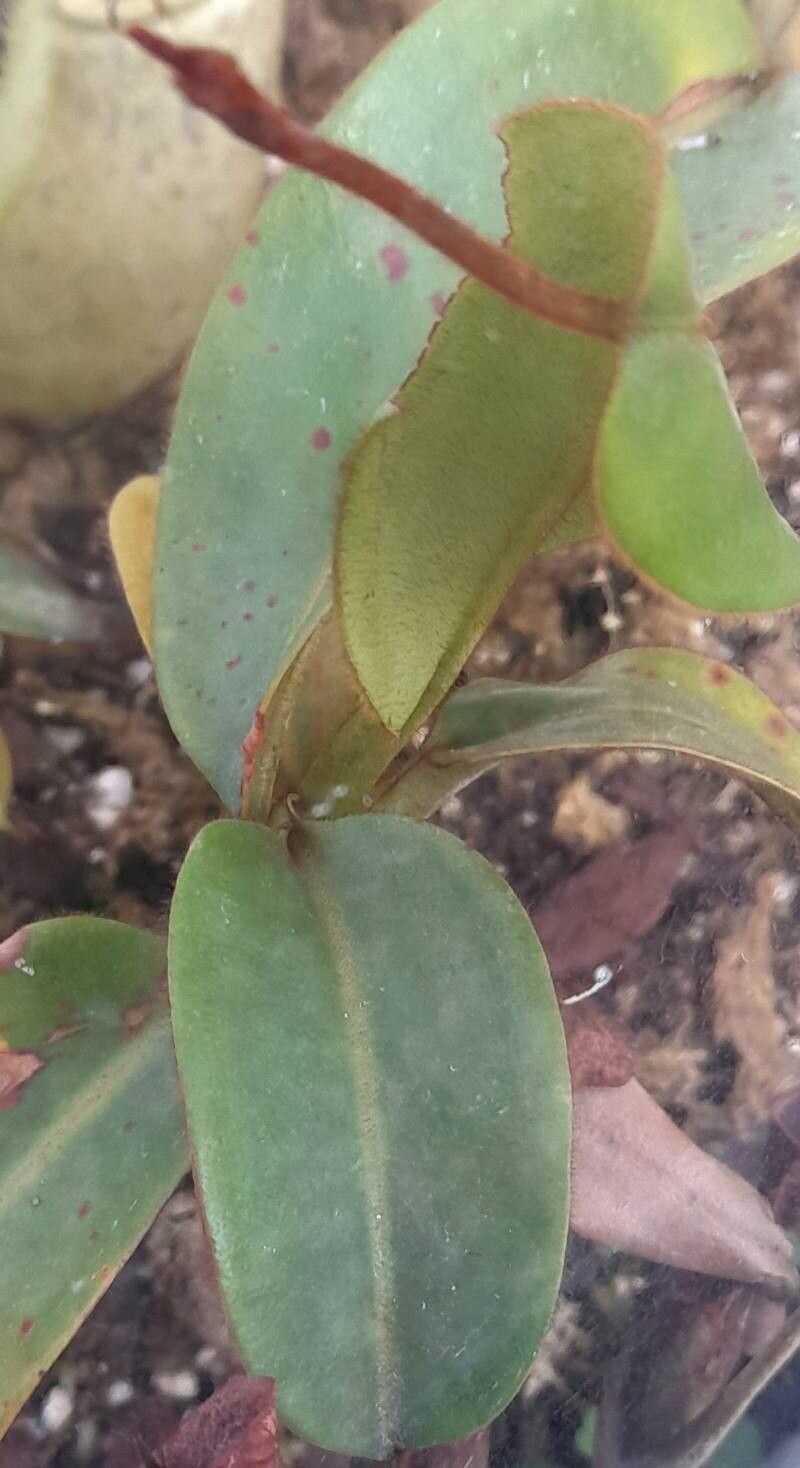 Nepenthes stenophylla leaf