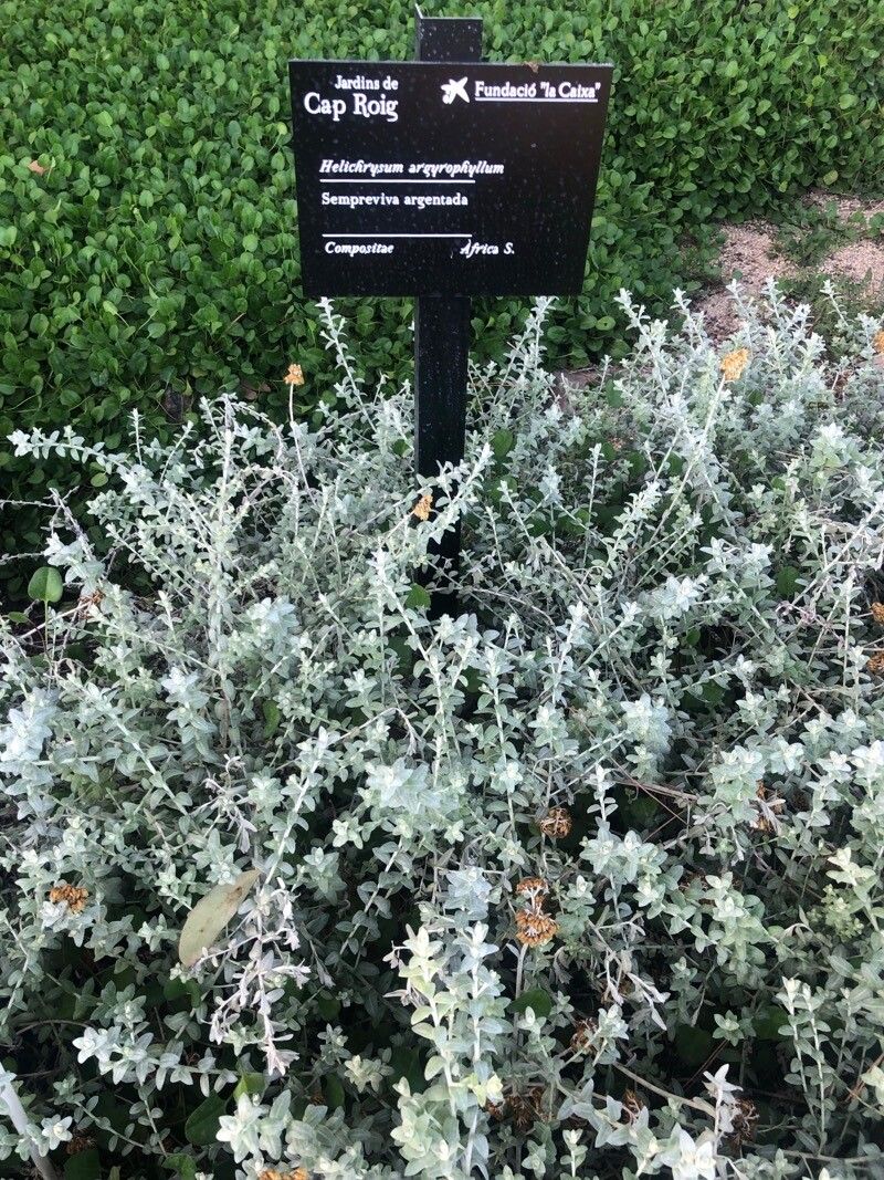 Helichrysum argyrophyllum habit
