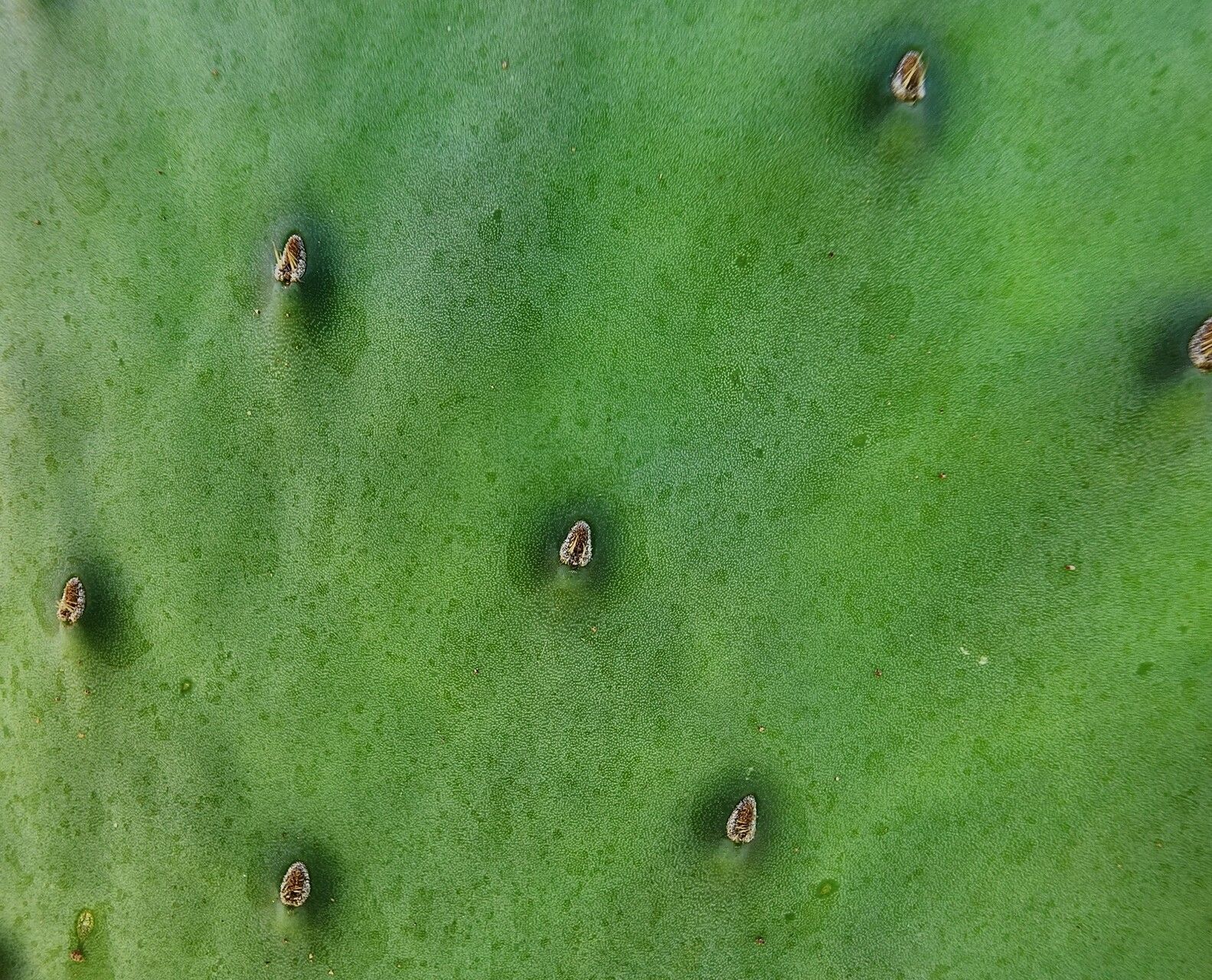 Opuntia lindheimeri — search result for 'Opuntia'