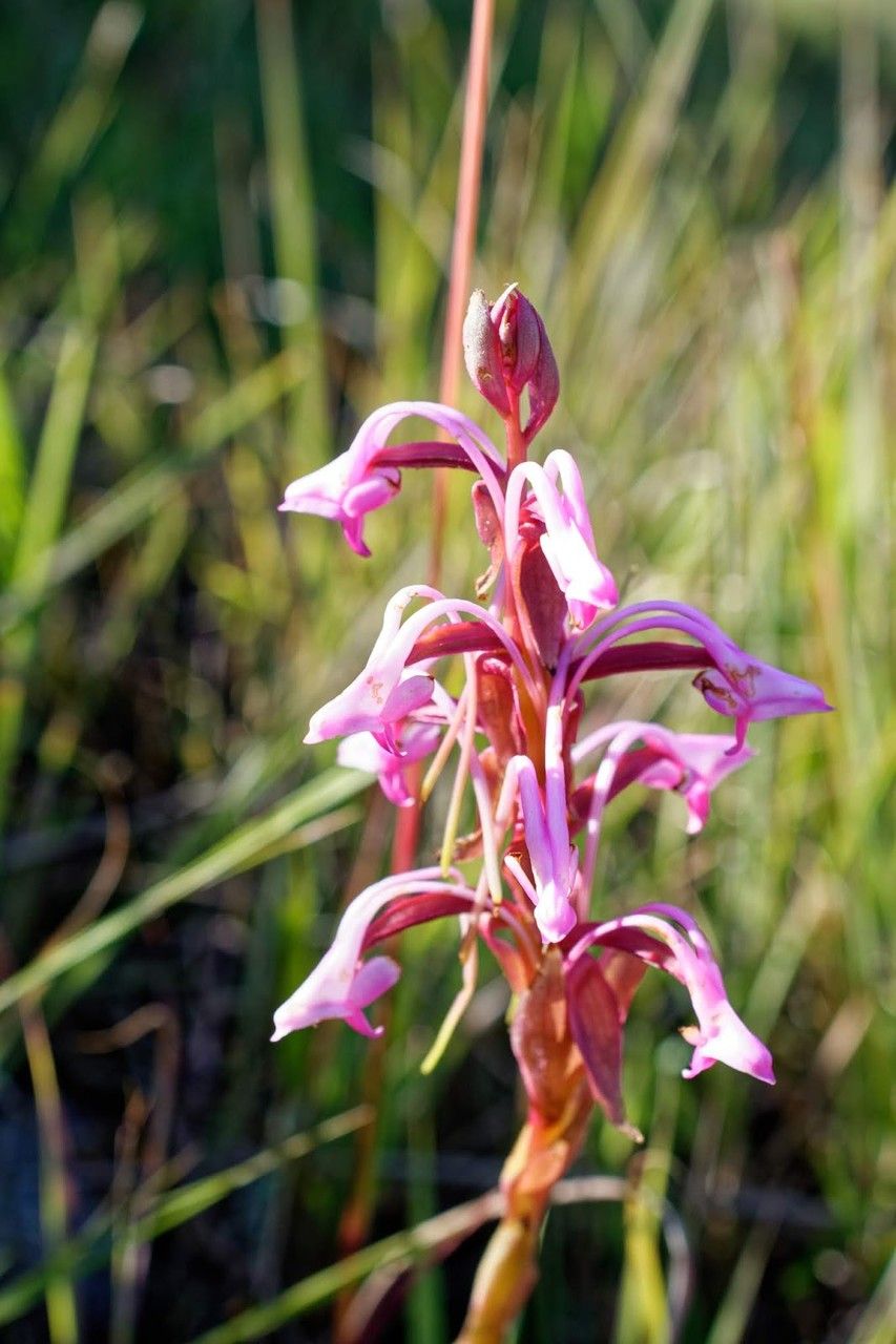 Satyrium rostratum — houseplant care guide