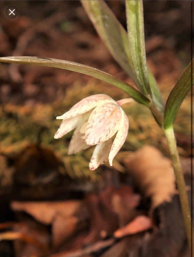 Fritillaria kaiensis — search result for 'Fritillaria'