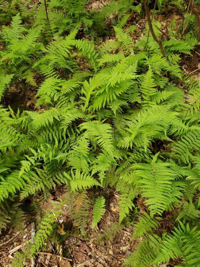 Thelypteris noveboracensis habit