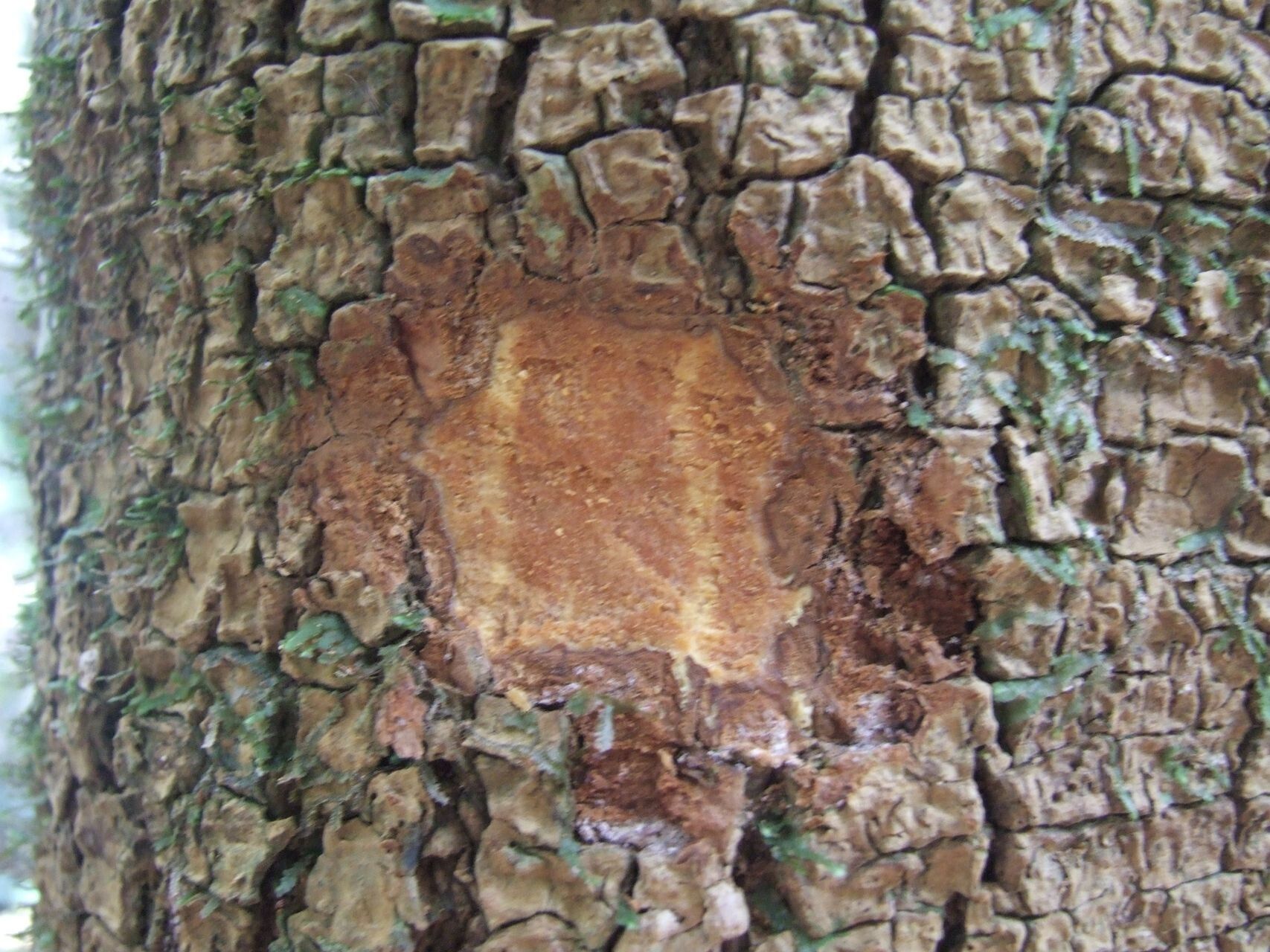 Ochrosia miana bark