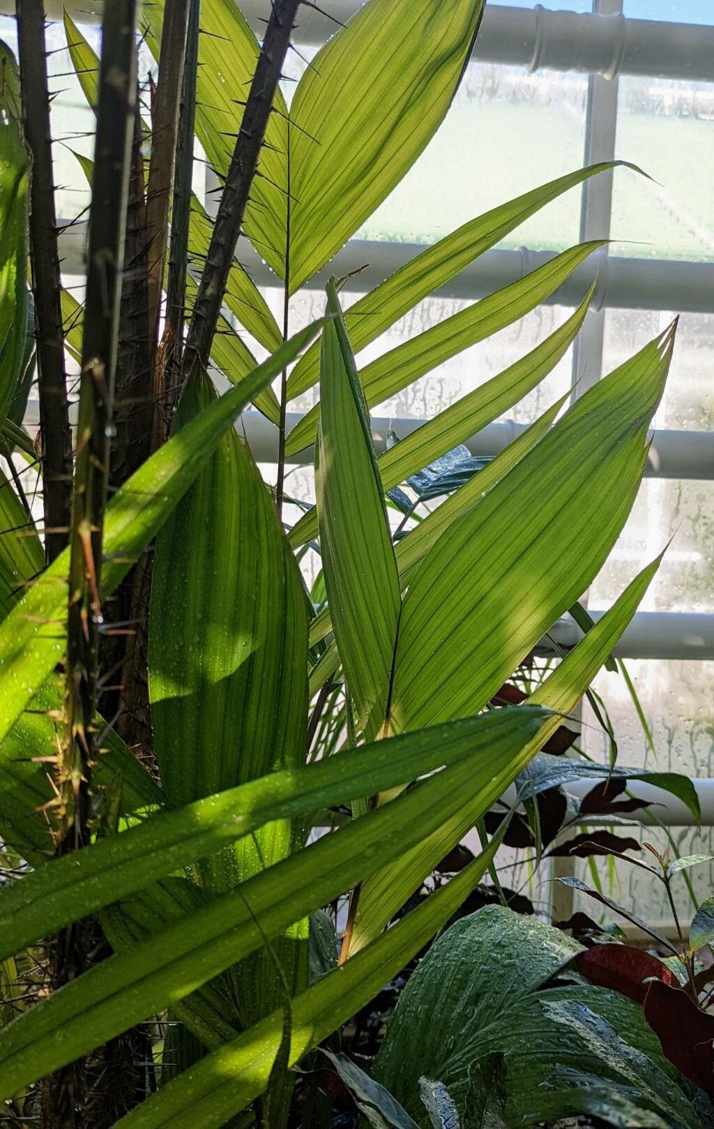 Salacca zalacca leaf