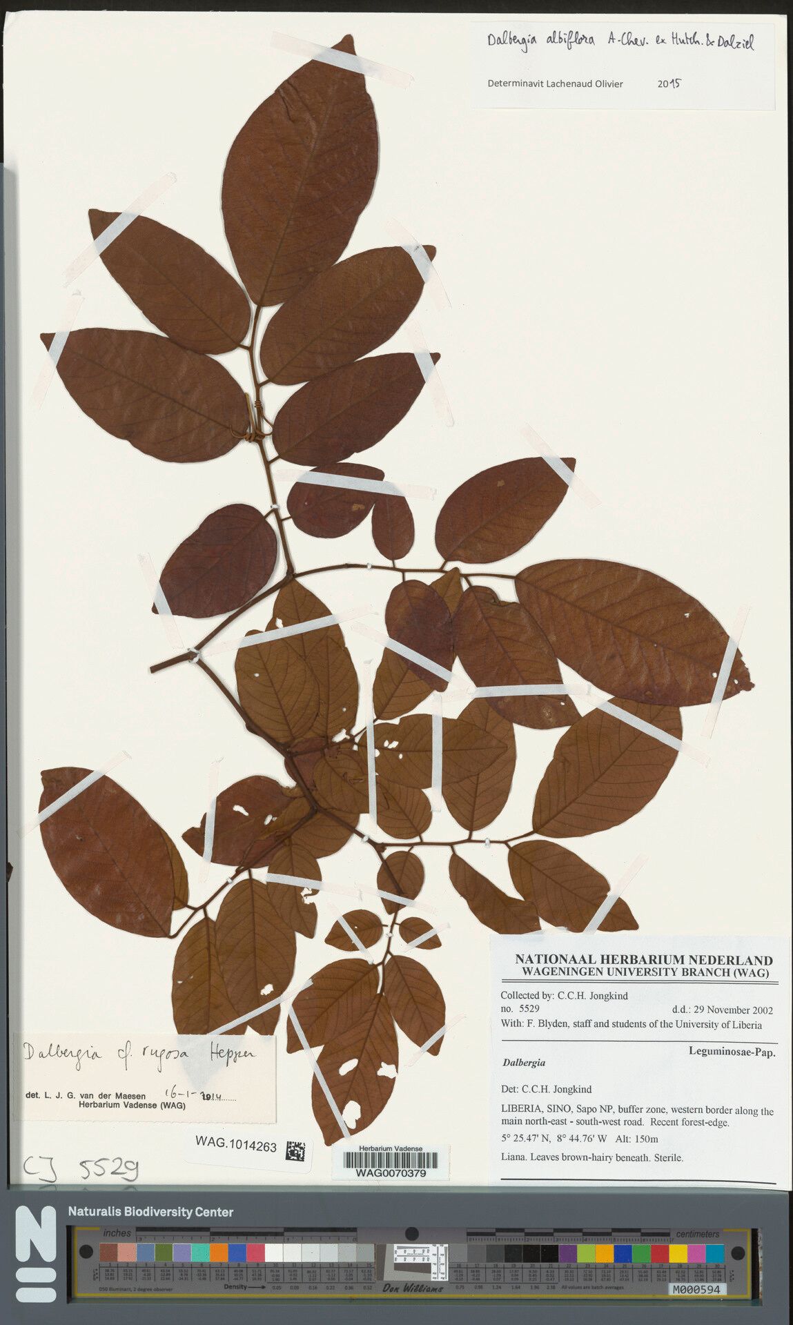 Dalbergia albiflora other