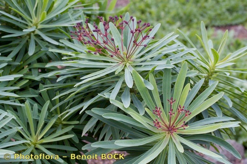 Euphorbia bravoana other