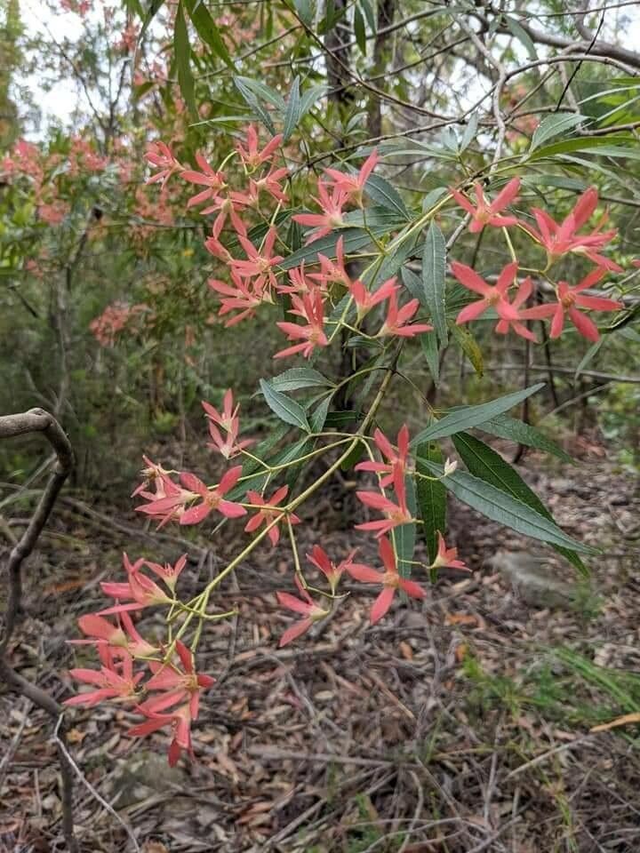 Ceratopetalum gummiferum flower
