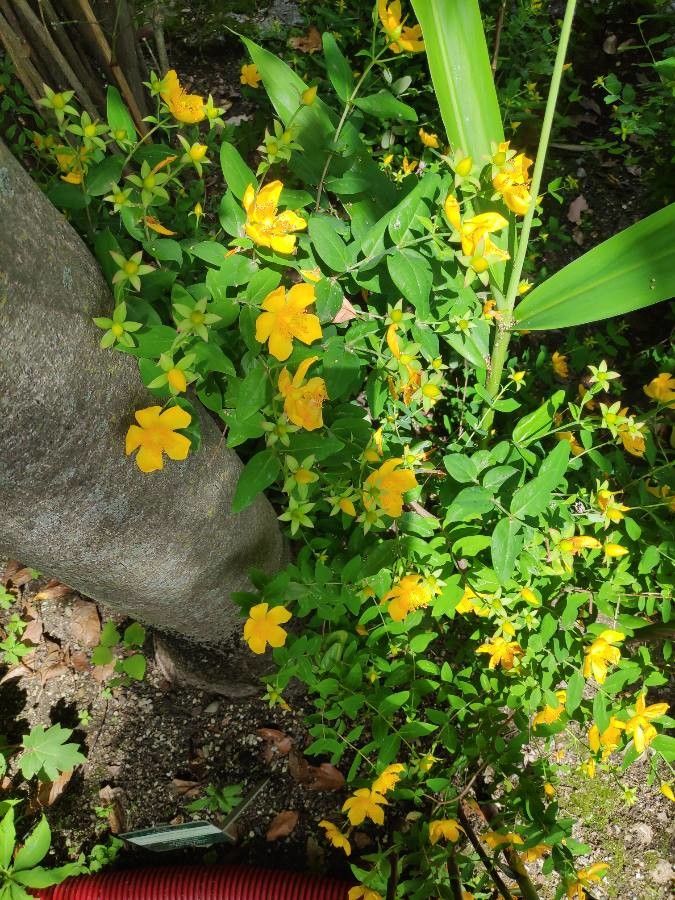 Hypericum beanii flower