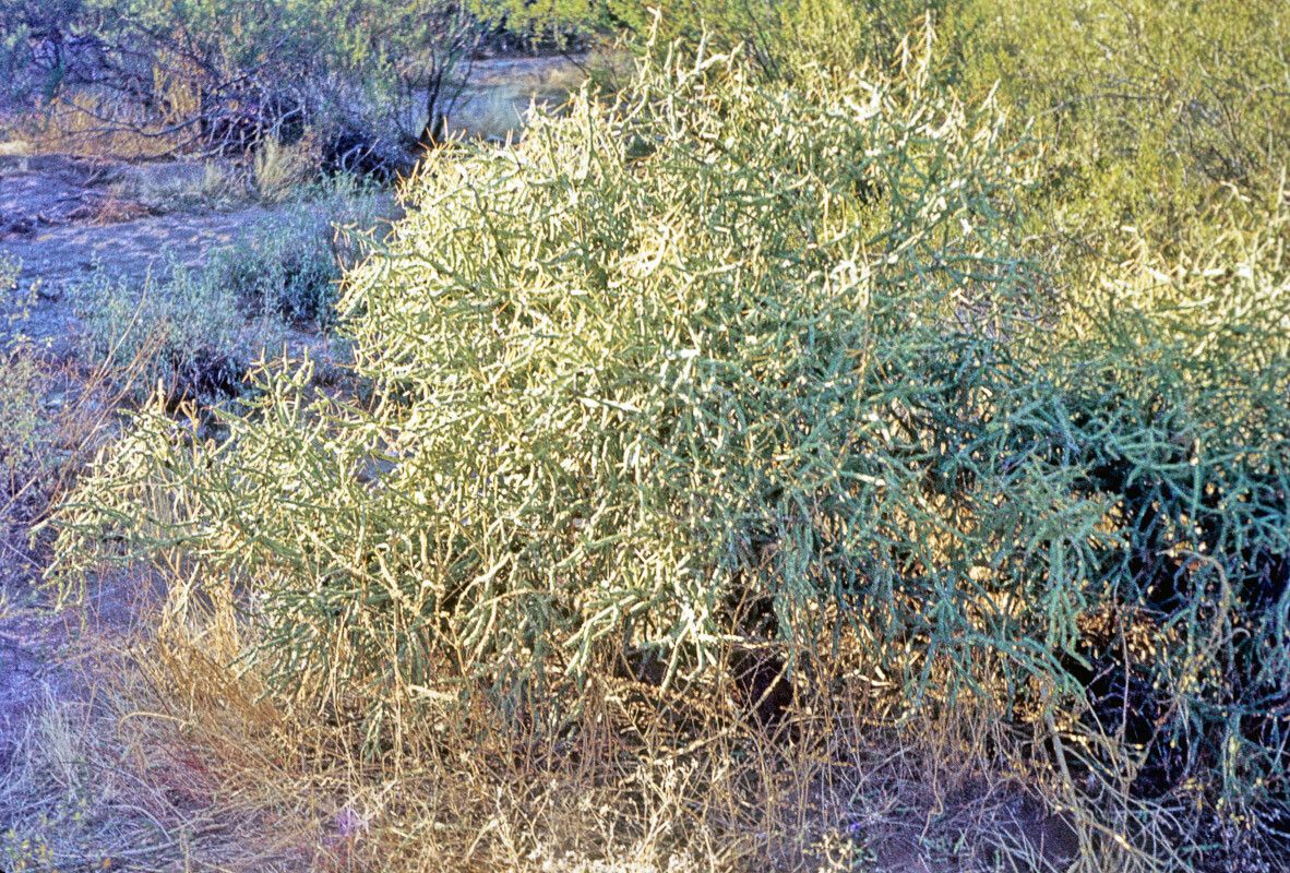 Cylindropuntia ramosissima habit